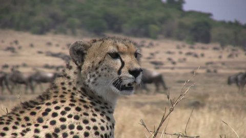 Blurred image of a cheetah clears up and blurs the background of wildebeests.

