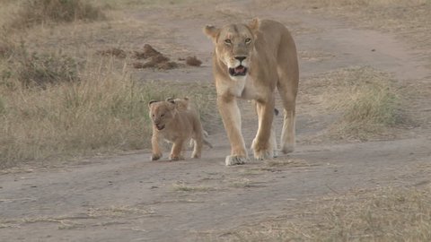 A lioness walks towards the camera with her two cubs.
