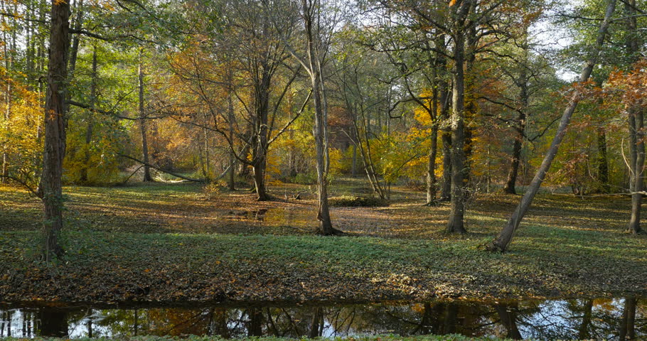 Leaf fall in Holland Park, a beautiful autumn landscape