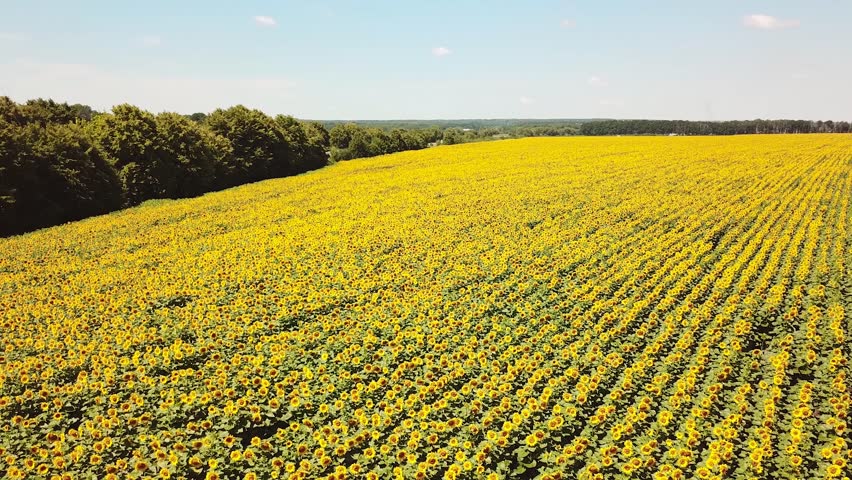 Yellow sunflowers. Wonderful rural landscape of sunflower field in sunny day. Drone aerial view