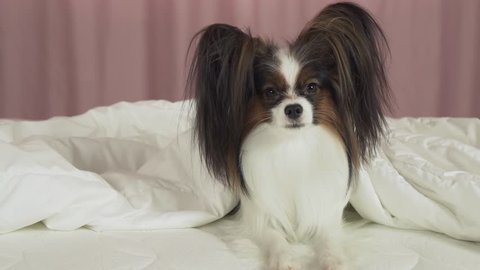 Beautiful dog Papillon lies under a blanket on the bed and looks around stock footage video