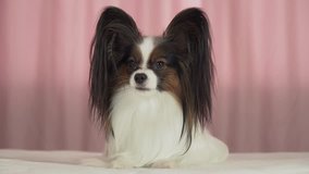 Beautiful dog Papillon lies on the bed and barks stock footage video
