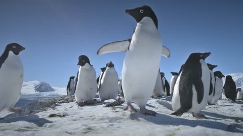 Penguins Couple Playing on Snow. Funny Male, Female Birdes. Antarctica Winter Landscape. Close-up Two Adelie Penguins Standing On Snow, Ice Covered Land. Behavior Of Wild Animals. 4k Footage.