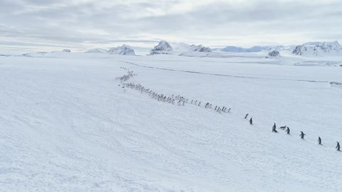 Migration Of Penguins Colony. Antarctica Aerial Flight Over Snow Covered Land. White Winter Landscape. Instincts Of Wild Animals Gentoo Penguins In Harsh Climate. Polar Background. 4k Footage.