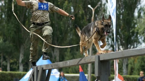 A k9 police officer with service dog german shepherdom runs an obstacle course on competition of canine national polices