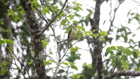 Swallow-tailed Cotinga perched on branch scene. Video recorded in Vargem Alta, Espírito Santo - Southeast of Brazil. Atlantic Forest Biome.
