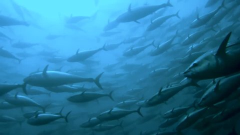 Swarm of bluefin tuna fish in a traditional tonnara (fish trap) near Sardinia