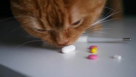 Ginger cat sniffing medication and licking at the camera