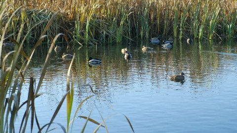 duck birds on the pond
