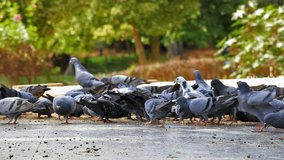 Flock of Pigeons feeding and coming down for food in Bangalore, India