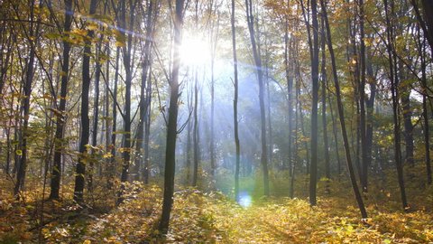 Misty autumn forest with a sun rays falling on a colorful carpet of leaves