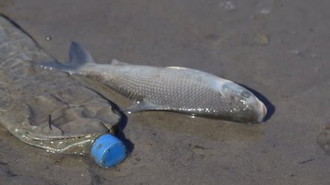 Fish Streaked Prochilod (Prochilodus lineatus) Dying Close to a Plastic Bottle at Polluted Waters of Rio de la Plata, Buenos Aires, Argentina. 