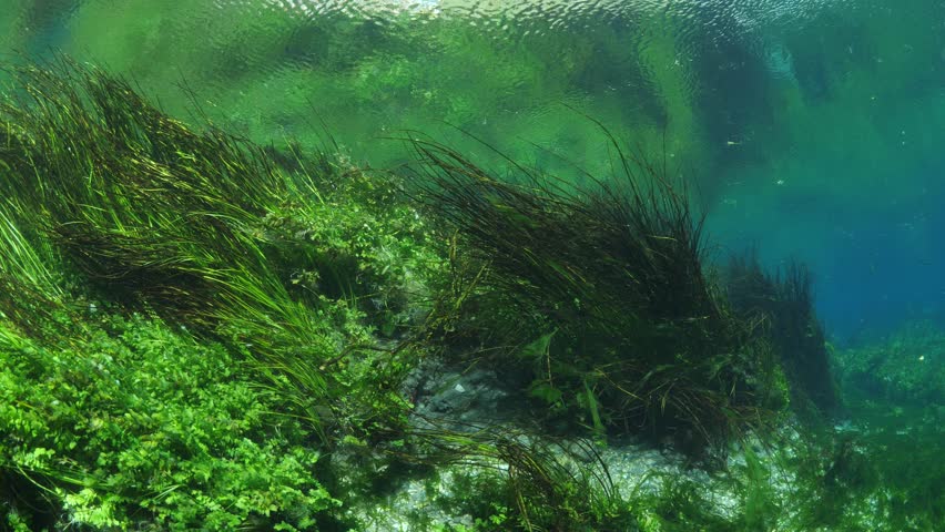 Rivers plants. Underwater Plants. River Plants grade1.