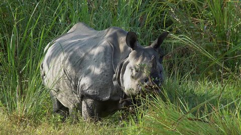 Indian Rhinoceros (Rhinoceros Unicornis), also called the Greater One-horned Rhinoceros Grazing in Grass