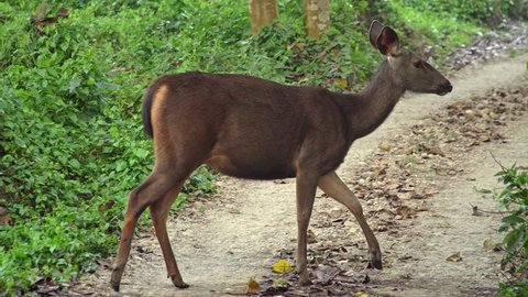 Sambar Deer (Rusa unicolor) Grazing in Forest in Chitwan National Park in Nepal