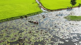 Top view lotus pond in Chau Doc, An Giang in flood season October 2018. By flycam.