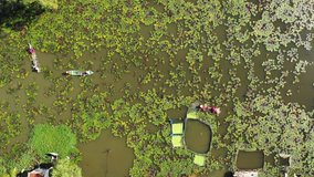 Top view lotus pond in Chau Doc, An Giang in flood season October 2018. By flycam.