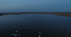 White swans swim in the pond at night in the dark. Beautiful aerial footage in autumn.