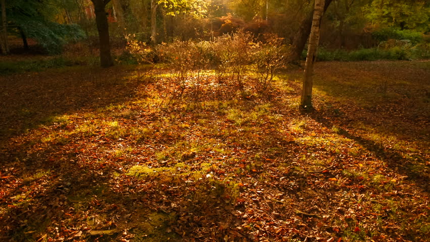 Inspirational shot of a beautiful Autumn forest during golden hour sunset. The sunlight accentuates the lovely warm colors