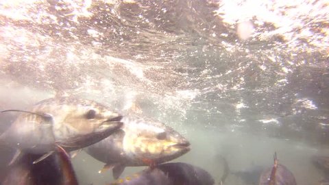 Swarm of bluefin tuna is cached in a tonnara (fish trap) near Sardinia