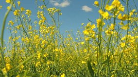 Relaxing Video: yellow flowers in spring. Camera moving through green grass in a meadow with flowers and on leaves, sun shining in spring. Yellow flower meadow. 