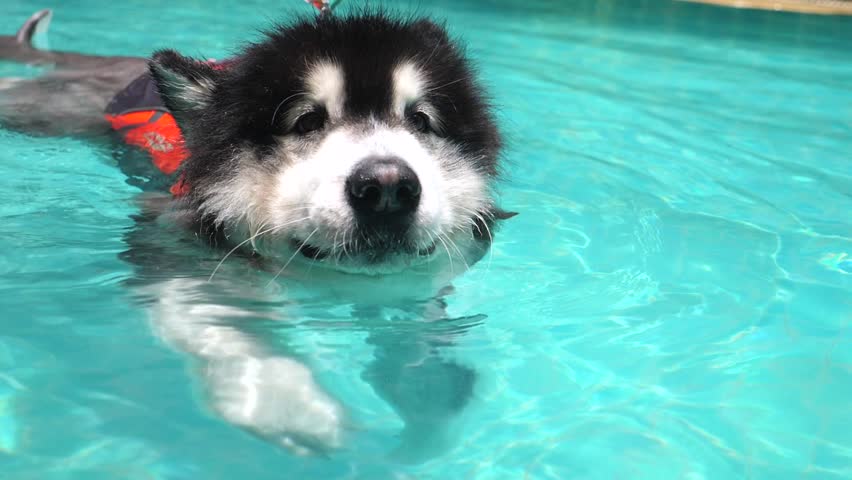 husky swimming pool