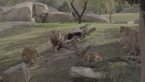 Lion defends his food at the zoo. A meal for animals in the zoo.