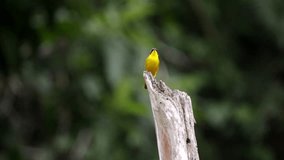 Masked Yellowthroat perched on a branch scene. The bird move its head, looks around and sings. Video recorded in Southeast of Brazil. Atlantic Forest Biome.