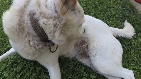 White Dog Is Scratching And Cleaning Up Itself