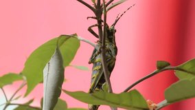 Painted Grasshopper - Dactylotum bicolor - a marvel of the insect world from five leaved chaste tree or horseshoe vitex at North Chennai, Tamil Nadu in India