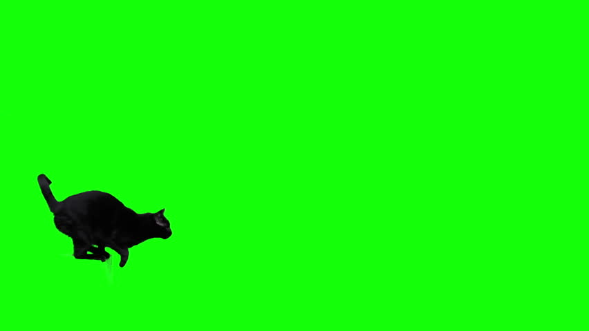 Black cat jumping against green screen