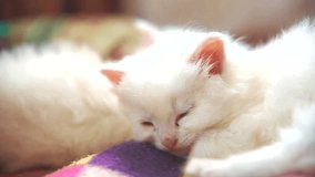 funny video whites two cats kittens playing are sleeping on lying on the bed. two kittens are fighting with indoors . cat and kittens cats pet concept lifestyle