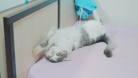 funny video the cat is sleeping . The cat sleep sleeping on the bed on the back pursed up feet. gray white cat sleeping on his back. pet lifestyle cat concept