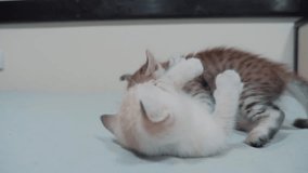 two little white kitty kittens play fighting on the bed funny video. white cats two kitten playing sleeps bite each other. little cat pet cute lifestyle beautiful kittens concept