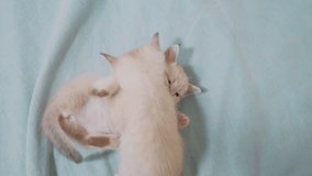 two little white kitty kittens play fighting on the bed funny video. white cats two kitten playing sleeps bite each lifestyle other. little cat cute beautiful kittens concept