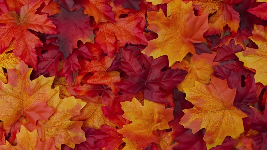 Happy Thanksgiving Greeting Card, Some fall leaves and a greeting card with text Happy Thanksgiving