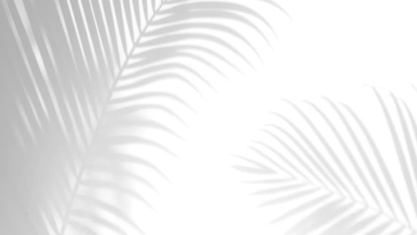 closeup the motion of shadow palm leaves on a white wall background. Royalty-Free Stock Footage #1019554747