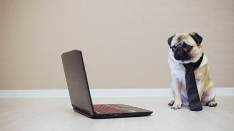 Elegant funny pug dog looks at the screen of a laptop computer, dressed in a tie watching a movie, sitting in front of a computer, side view