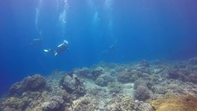 Scuba divers explore coral reef 