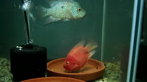 Mixing fish across the Herichthys breed. carpintis with blood parrot cichlid to create new species
