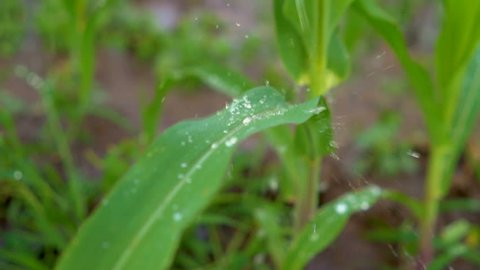 water droplet on leaf corn in the agricultural garden by water springer, slow motion close up