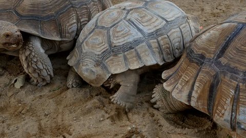 sulcata tortoise in the zoo. - Βίντεο στοκ