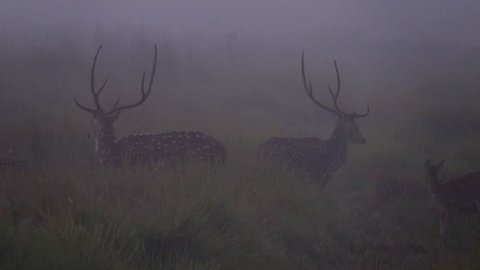 Chital or Cheetal (Axis axis), also known as Spotted Deer or Axis Deer in Misty Foggy Morning Nature in Chitwan National Park in Nepal