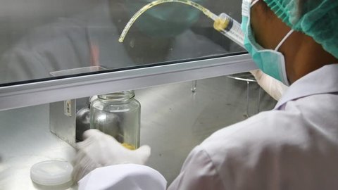 Lab Staff drop Liquid Cordyceps Militaris Mushroom Mother Spawn in Rice Grain. (4K-MS)