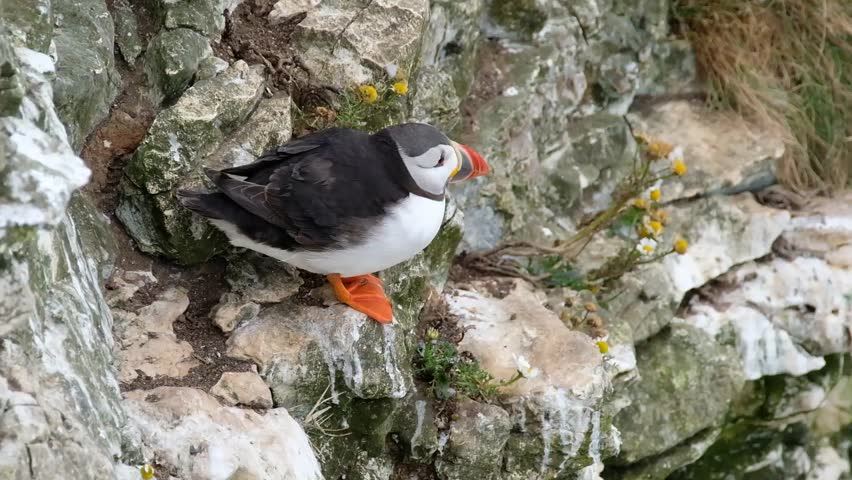 Puffin on rock ledge on high chalk cliffs of east Yorkshire. UK.