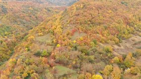 Aerial Video Autumn  Trees / Fall Background. Autumn Forest Tourism.  