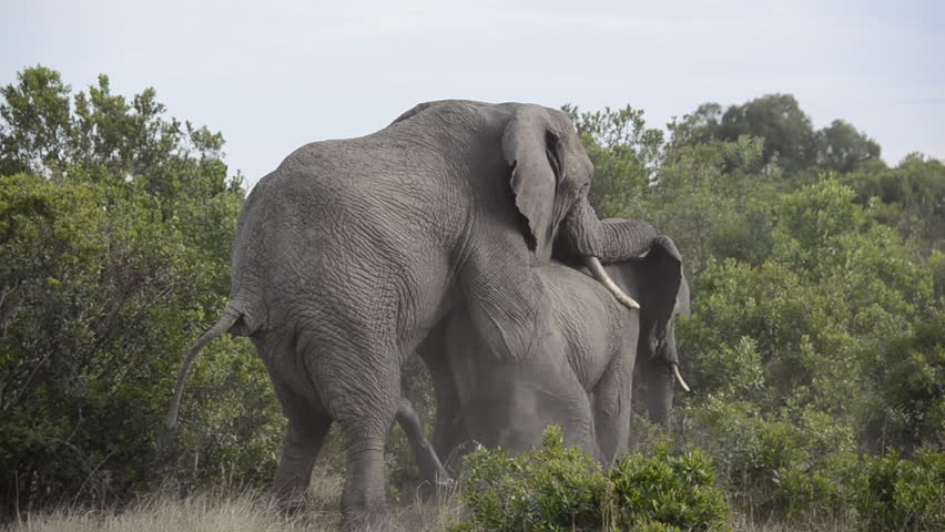 Male Elephant Mating Female Inside Masai: стоковое видео (без лицензионных ...