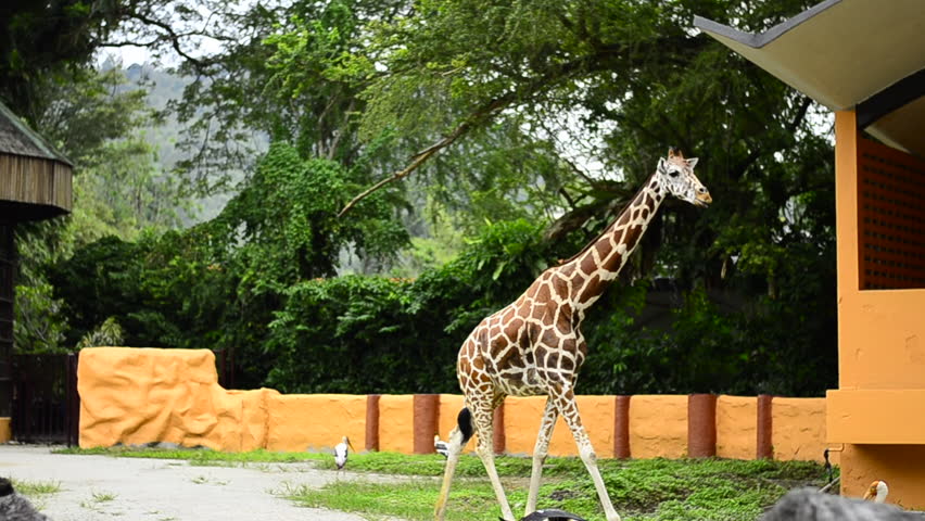 Giraffe and painted stork bird fly free in open air zoo cage