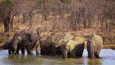 Herd of African bush elephant drinking and bathing in Kruger National park, South Africa ; Specie Loxodonta africana family of Elephantidae