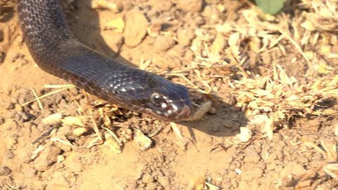 Indian cobra in Pushkar, Rajasthan, India. Cobra snake close up portrait.